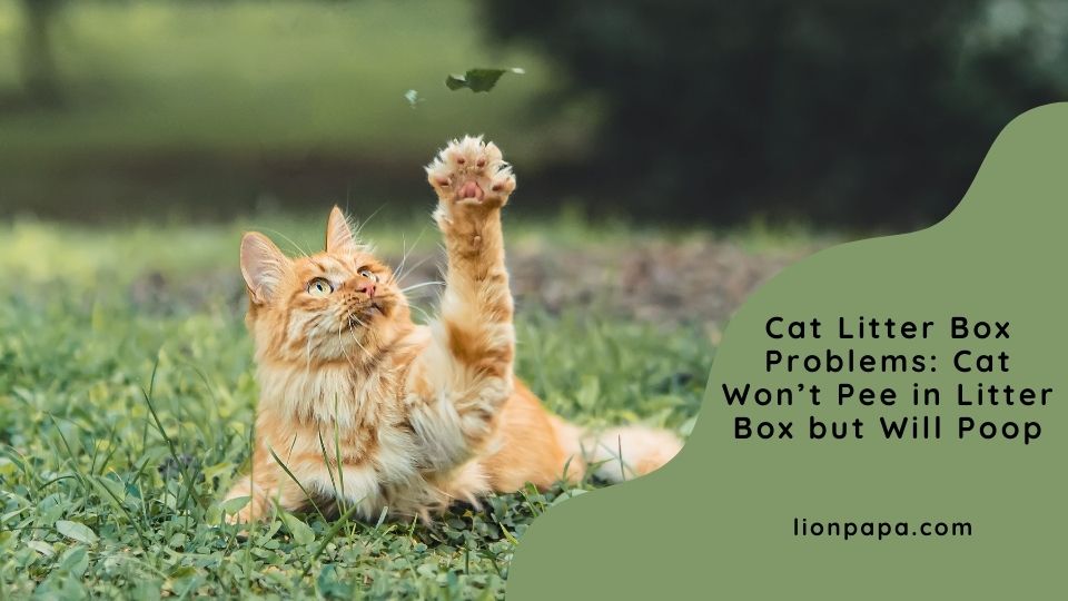 Cat Litter Box Problems: Cat Won’t Pee in Litter Box but Will Poop