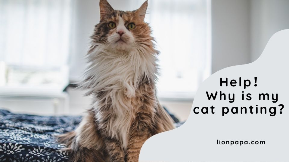 Help! Why Is My Cat Panting?