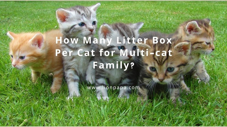 How Many Litter Box Per Cat for Multi-cat Family?