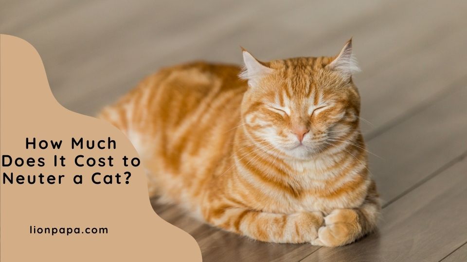 How Much Does It Cost to Spay or Neuter a Cat?