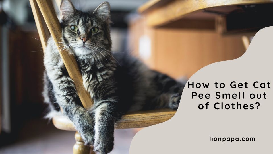 How to Get Cat Pee Smell out of Clothes?