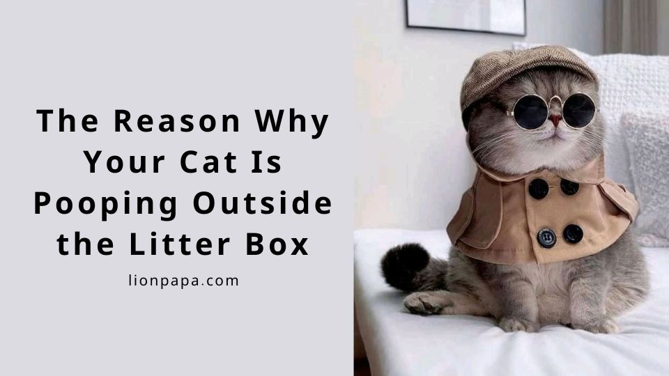 The Reason Why Your Cat Is Pooping Outside the Litter Box And Solutions