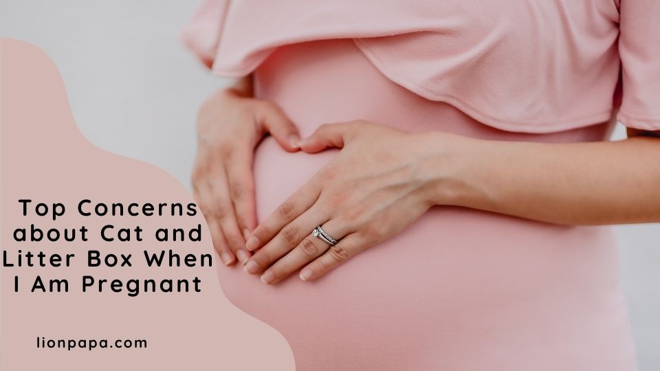 Top Concerns about Cat and Litter Box When I Am Pregnant