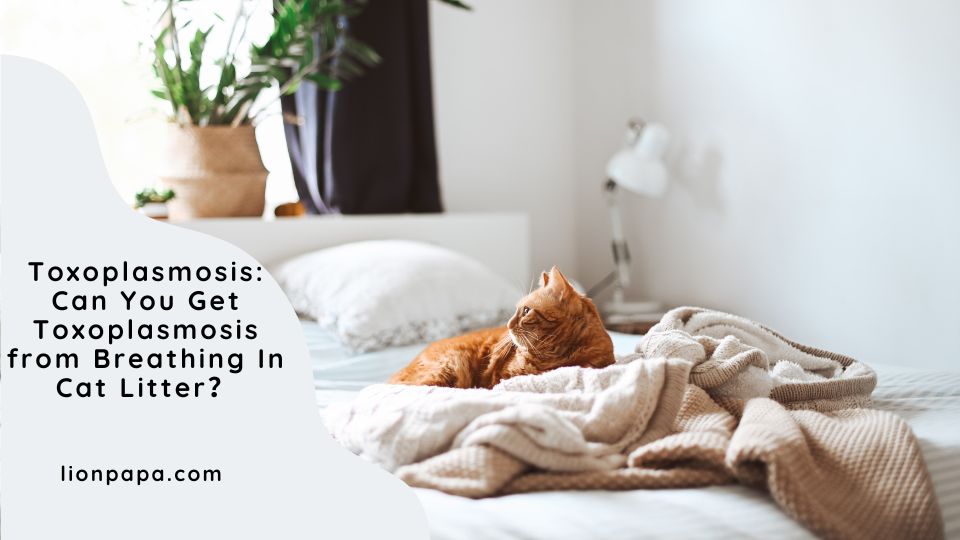 Toxoplasmosis: Can You Get Toxoplasmosis from Breathing In Cat Litter?