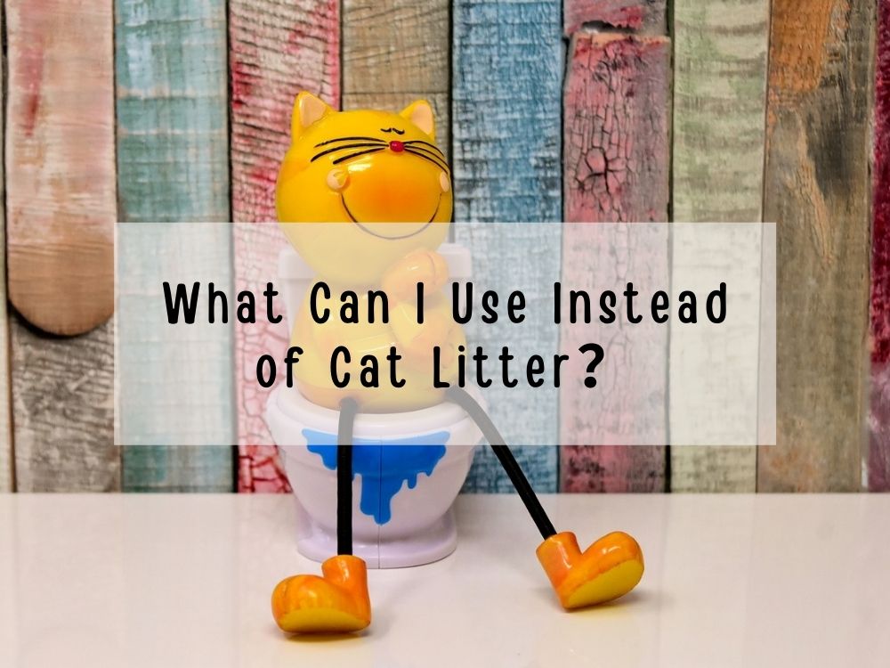 What Can I Use Instead of Cat Litter?