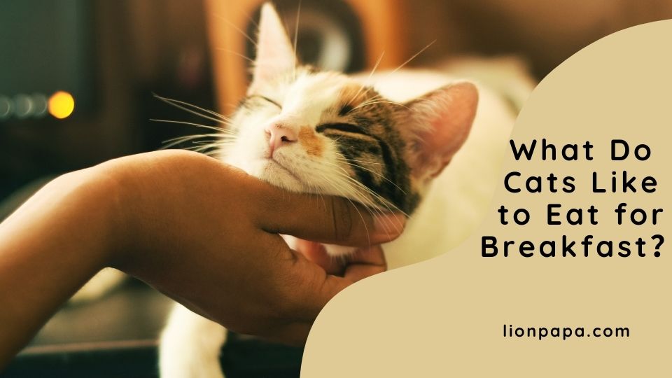 What do cats like to eat for breakfast?