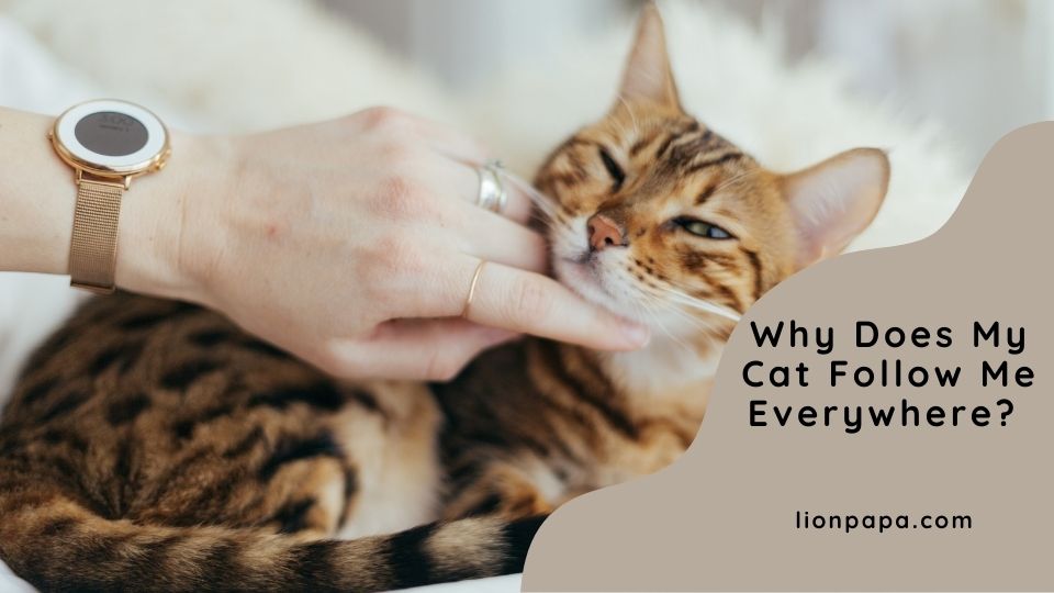 Why Does My Cat Follow Me Everywhere?