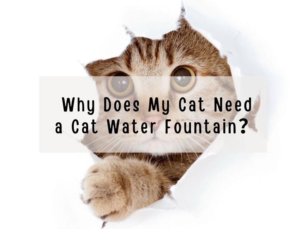 Why Does My Cat Needs a Cat Water Fountain?