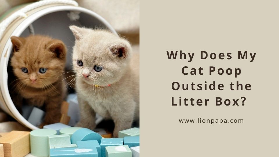Why Does My Cat Poop Outside the Litter Box?
