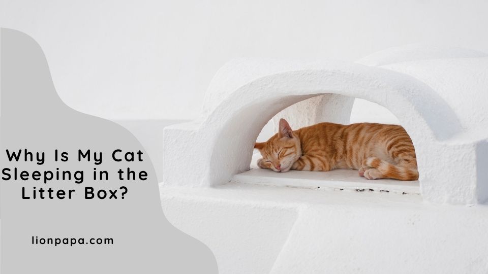 Why Is My Cat Sleeping in the Litter Box?
