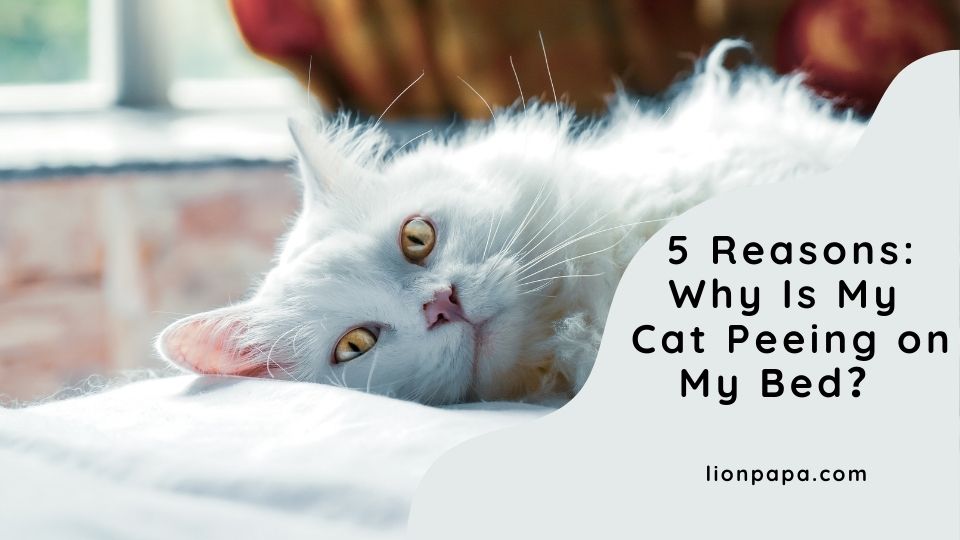 5 Reasons: Why Is My Cat Peeing on My Bed?