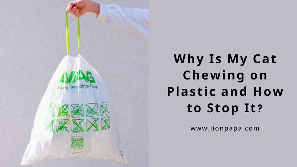Why Is My Cat Chewing on Plastic and How to Stop It?