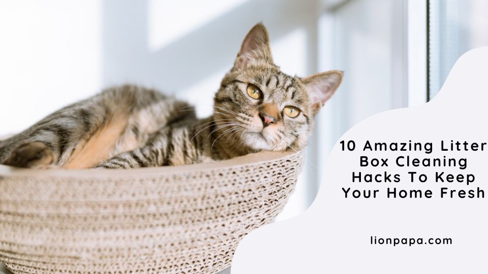 10 Amazing Litter Box Cleaning Hacks to Keep Your Home Fresh Ⅰ