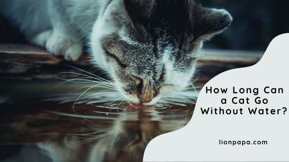 How Long Can a Cat Go Without Water?