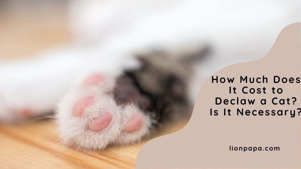 How Much Does It Cost to Declaw a Cat? Is It Necessary?