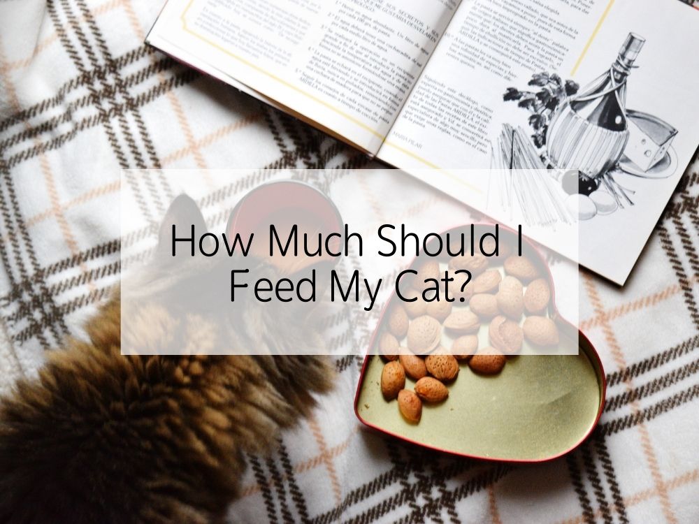 How Much Should I Feed My Cat?