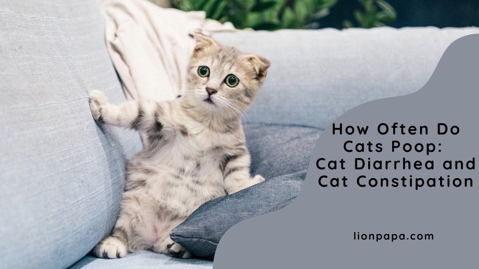How Often Do Cats Poop: Cat Diarrhea and Cat Constipation