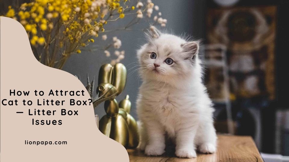 How to Attract Cat to Litter Box? — Litter Box Issues