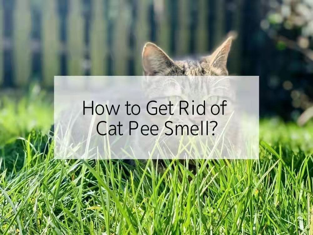 How to Get Rid of Cat Pee Smell?