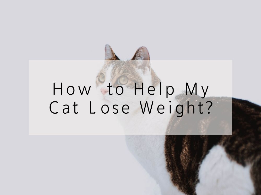 How to Help My Cat Lose Weight?