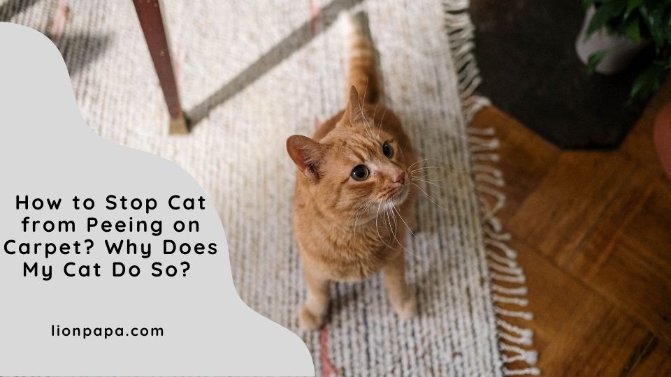 How to Stop Cat from Peeing on Carpet? Why Does My Cat Do So?