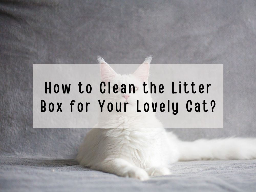 How to Clean the Litter Box for Your Lovely Cat?