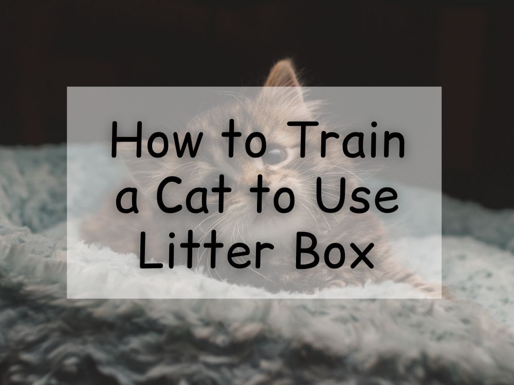 How to Train a Cat to Use Litter Box?