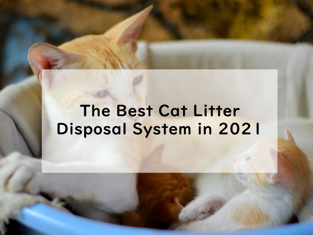The Best Cat Litter Disposal System in 2021