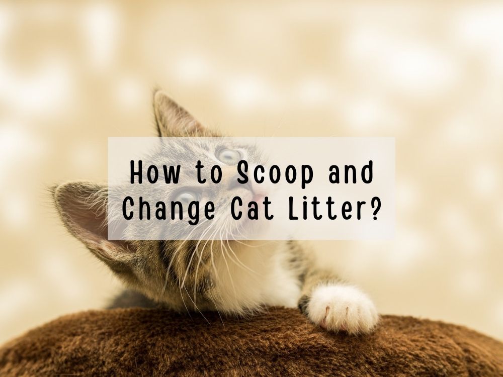 How to Scoop and Change Cat Litter?