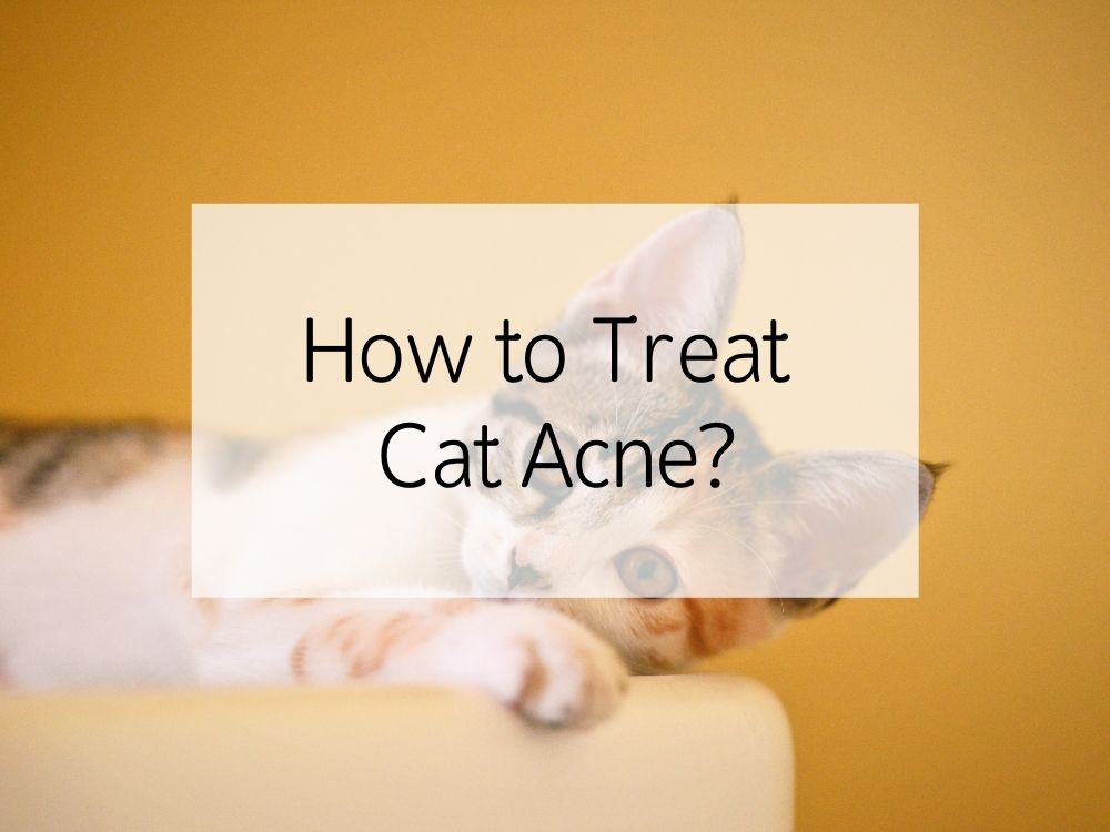 How to Treat Cat Acne?