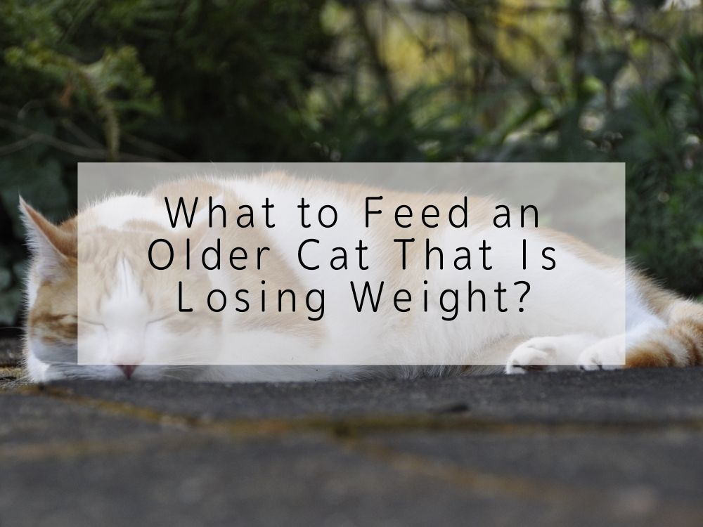 What to Feed an Older Cat That Is Losing Weight?