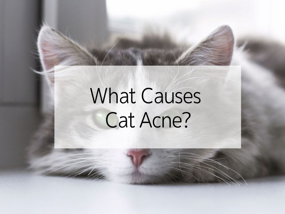 What Causes Cat Acne?
