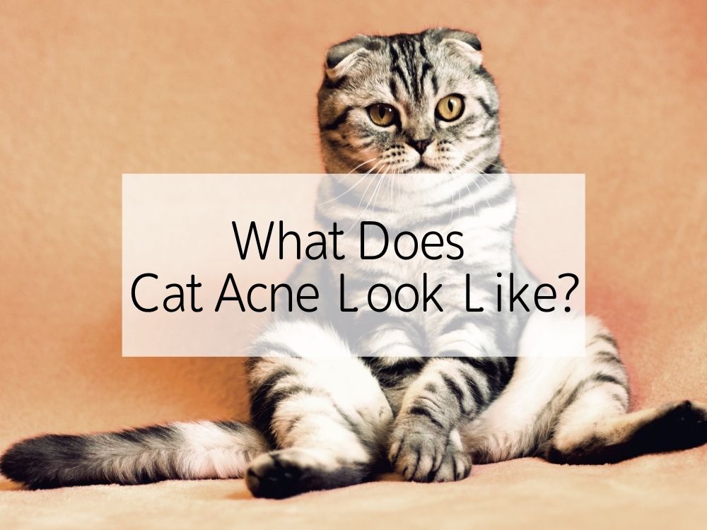 What Does Cat Acne Look Like?