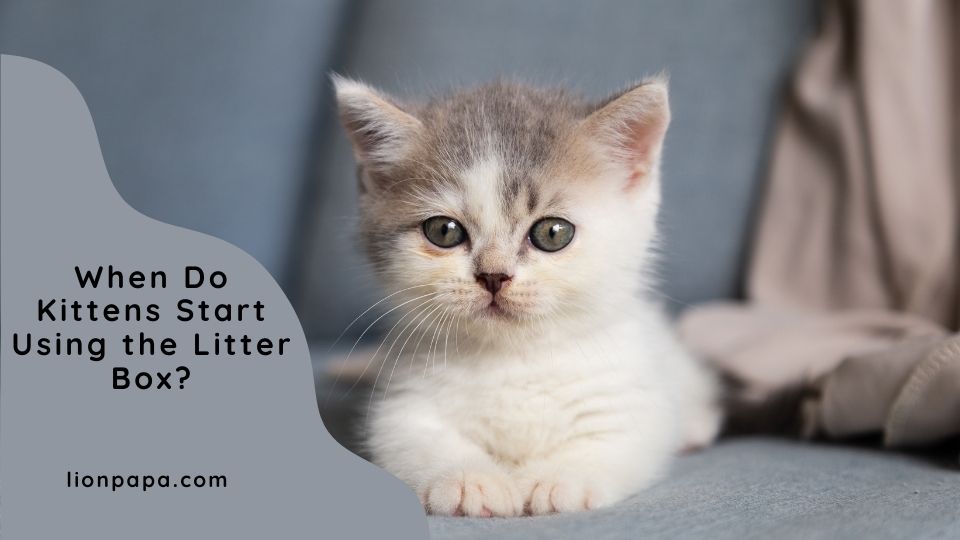 When Do Kittens Start Using the Litter Box?