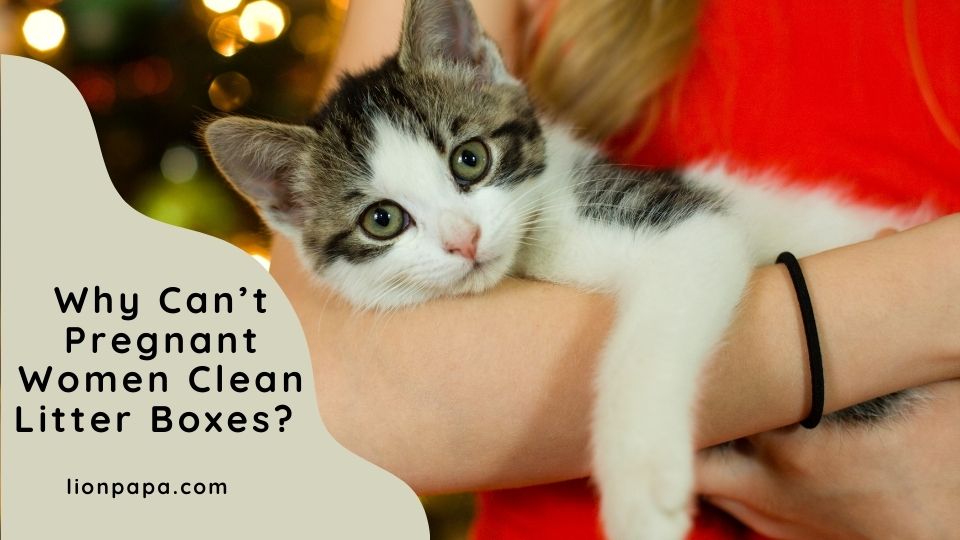 Why Can’t Pregnant Women Clean Litter Boxes?