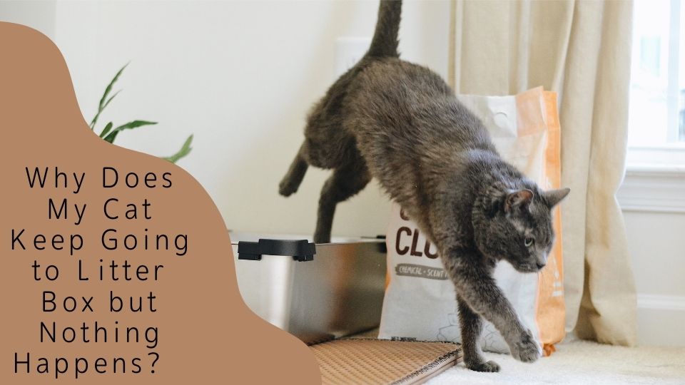 My cat keeps going to the litter box online