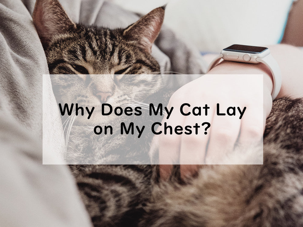 Why Does My Cat Lay on My Chest?