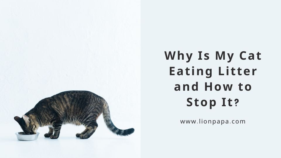 Why Is My Cat Eating Litter and How to Stop It?