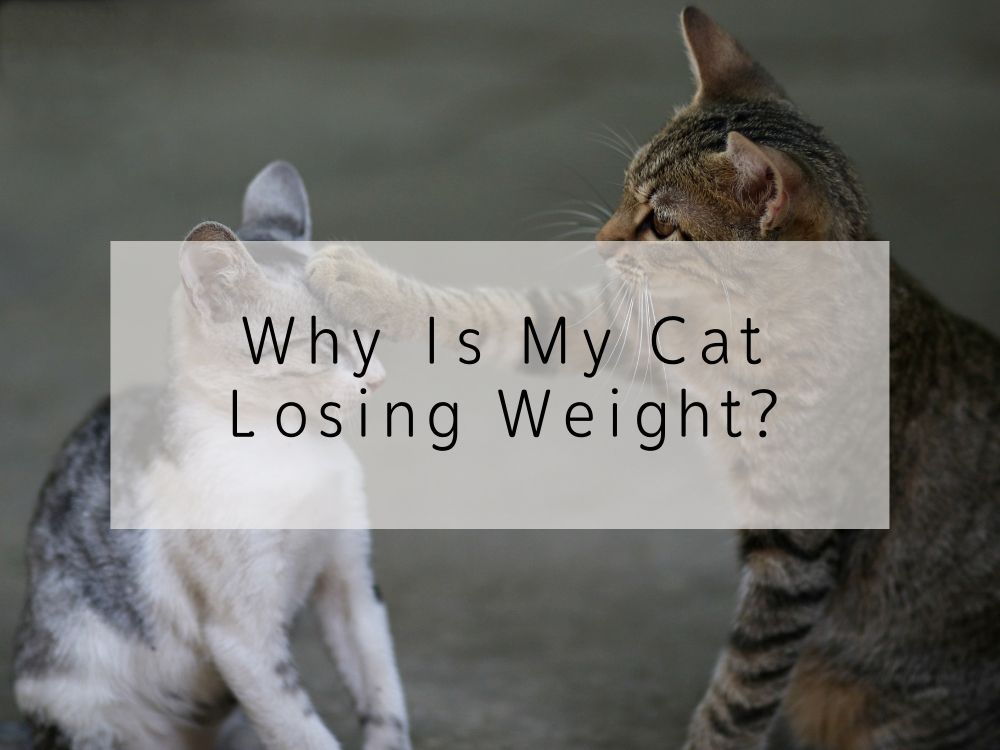 Why Is My Cat Losing Weight?
