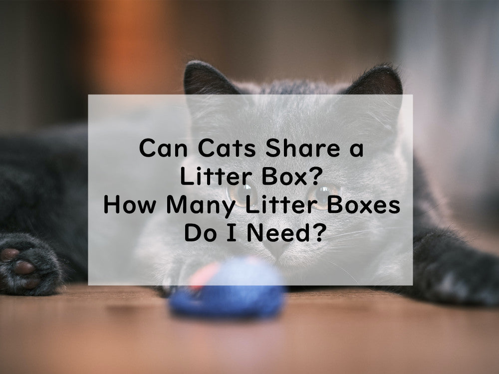 Can Cats Share a Litter Box? How Many Litter Boxes Do I Need?