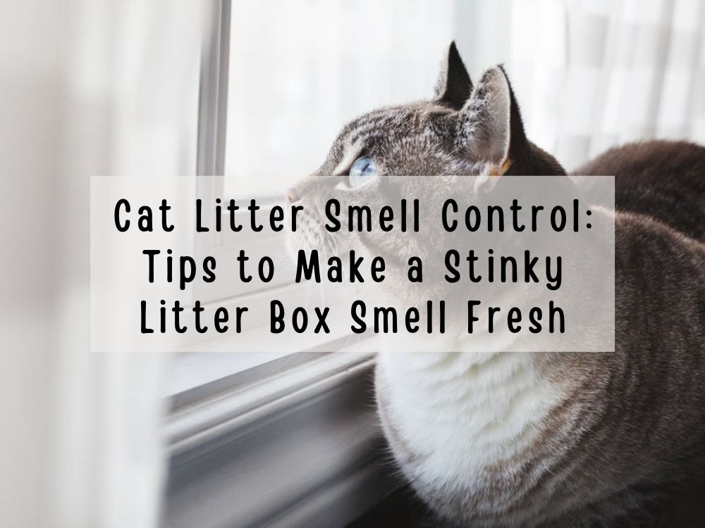 Cat Litter Smell Control: Tips to Make a Stinky Litter Box Smell Fresh