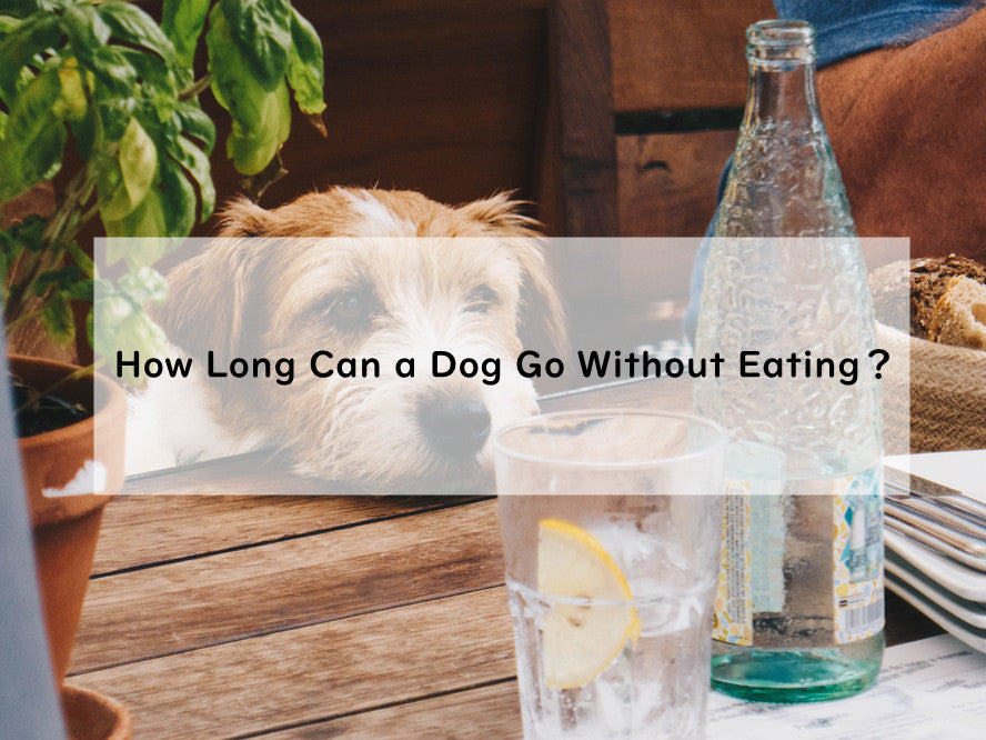 How Long Can a Dog Go Without Eating？