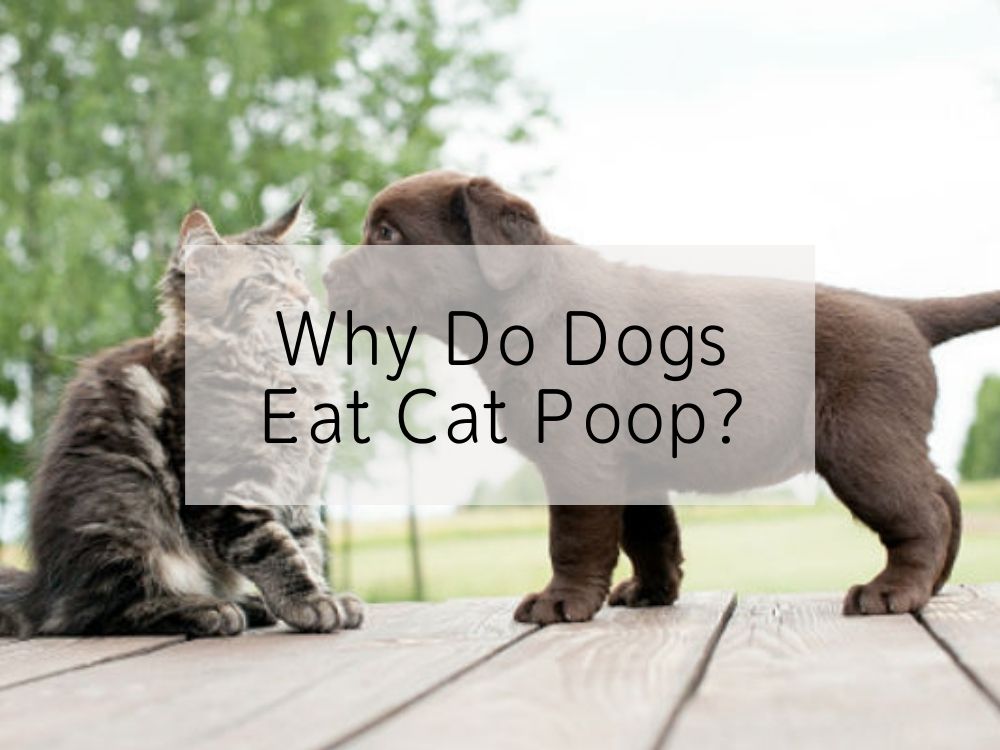 Why Do Dogs Eat Cat Poop?