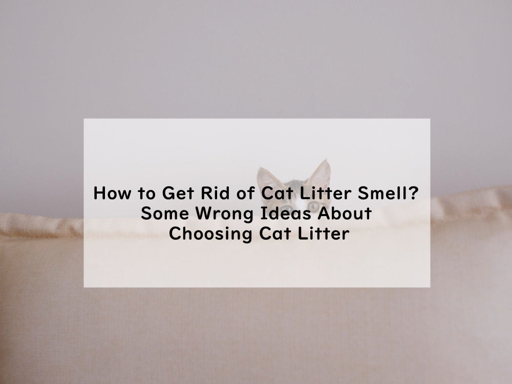 How to Get Rid of Cat Litter Smell? Some Wrong Ideas About Choosing Cat Litter