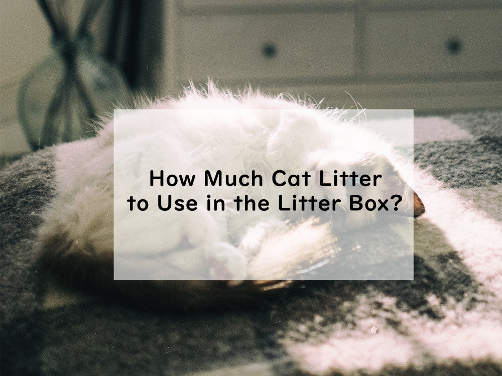 How Much Cat Litter to Use in the Litter Box?