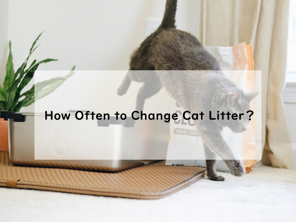 How Often to Change Cat Litter？