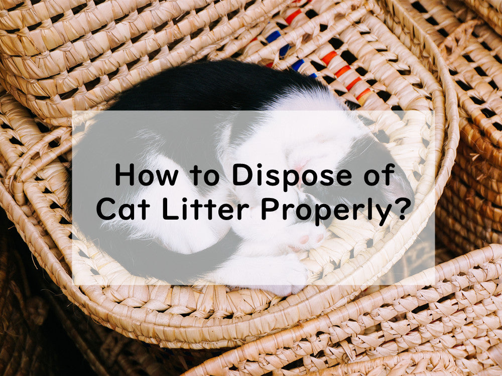 How to Dispose of Cat Litter Properly?