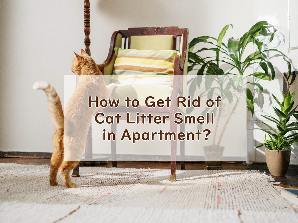 How to Get Rid of Cat Litter Smell in Apartment?