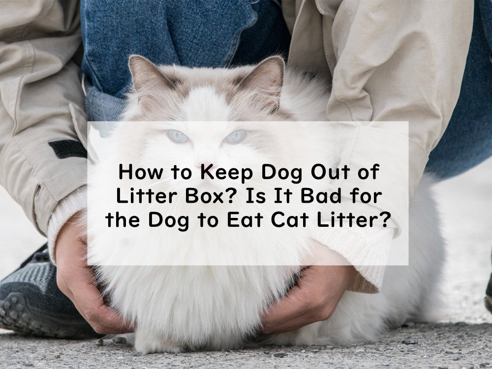 How to Keep Dog Out of Litter Box? Is It Bad for the Dog to Eat Cat Litter?