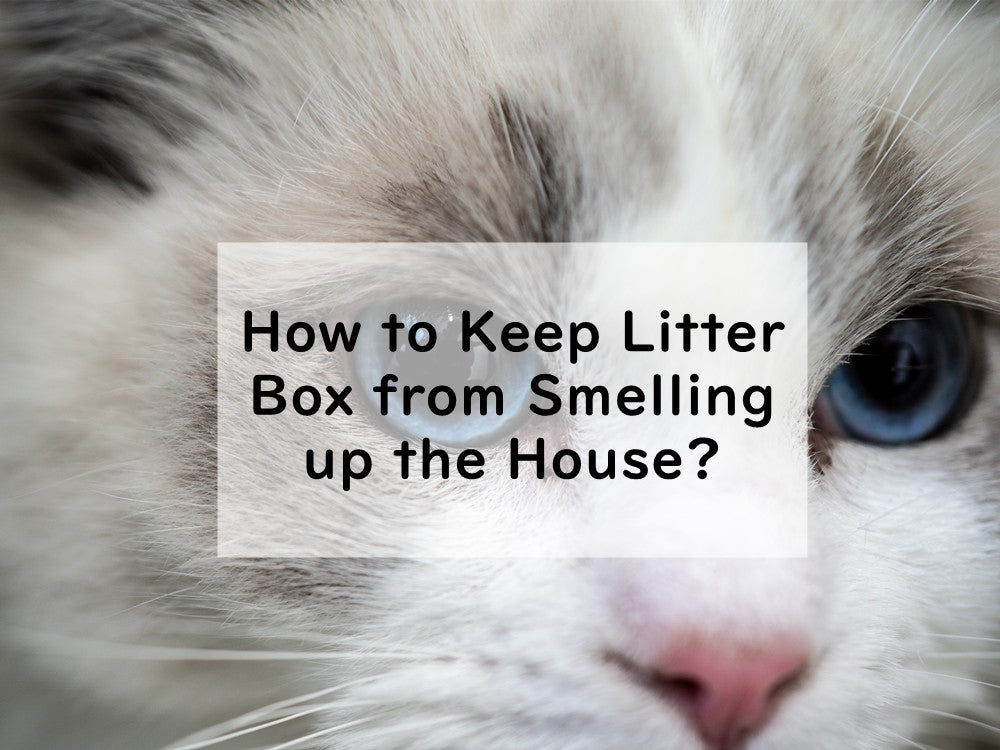How to Keep Litter Box from Smelling up the House?